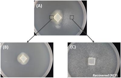 Phenotypic Recovery of a Heterobasidion Isolate Infected by a Debilitation-Associated Virus Is Related to Altered Host Gene Expression and Reduced Virus Titer